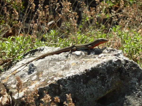 LOSINJ>Wanderung Televrina