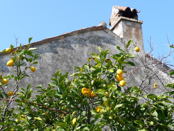 LOSINJ>Mali Losinj>Zitronen