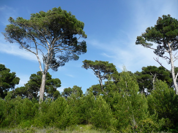 MALI LOSINJ > Natur