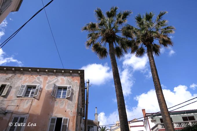 Alt-Washingtonia-Palmen > Mali Losinj