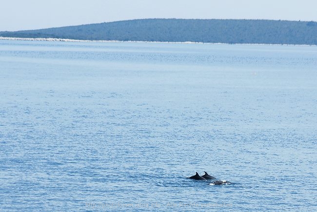 Veli Losinj – Delfin Center 2