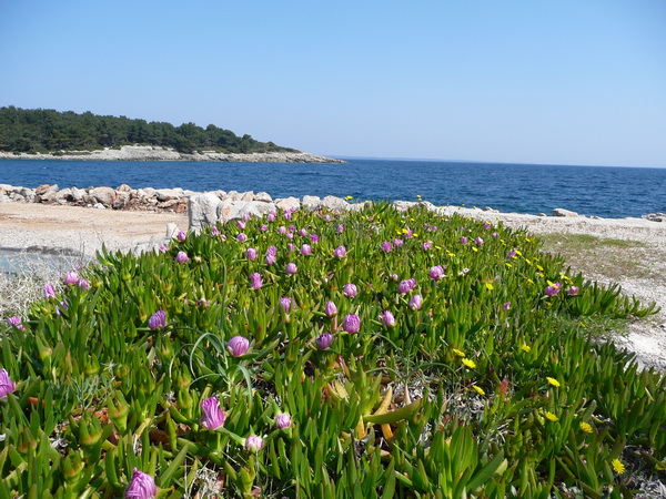 LOSINJ>Wanderung>Uferweg