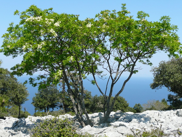 LOSINJ>Wanderung>kalvarija