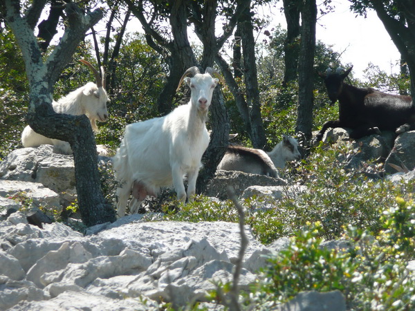 LOSINJ>Wanderung>kalvarija