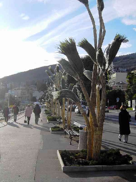 OPATIJA > Promenade > Winterpalmen im Dezember