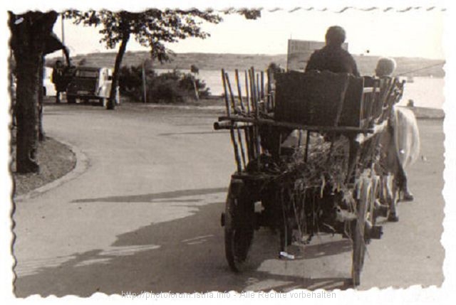 Punat, Ochsenkarren auf der Strandpromedade 1962