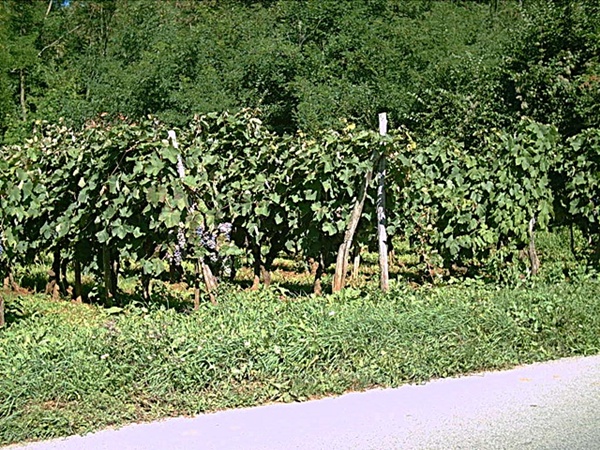 13._Wein_von_Vrbnik__Aug._2006_039.jpg