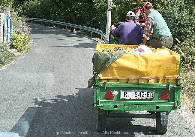 VRBNIK > Vinogradska > Weinernte