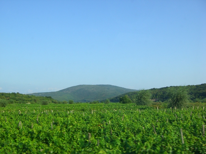 Wein-Tal bei Vrbnik