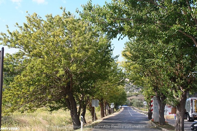 LOPAR > Ortszufahrt Lopar > Allee in 2008 - es war einmal