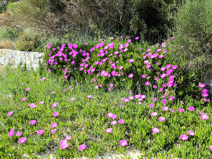 LOPAR > Blumen am Strand