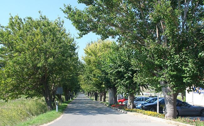 LOPAR > Ortszufahrt Lopar > Allee im Jahr 2006