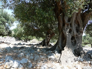 PAG > Olivenbäume