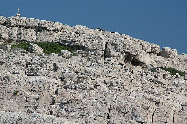 NATURPARK TELASCICA > Rt Vidilica > Möwen