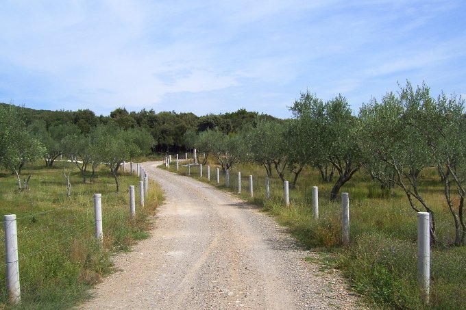 VRSAR > Wanderung zum Limski Kanal 04 > Olivenhain