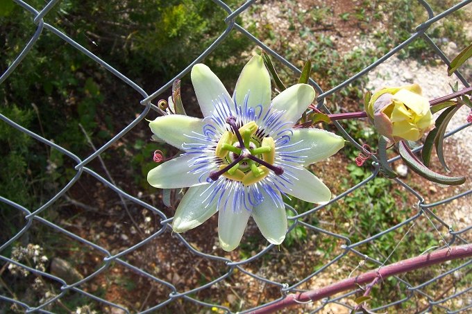 VRSAR > Wanderung zum Limski Kanal 16 > Passionsblume