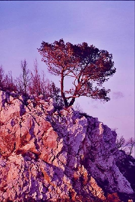 VRSAR > Steinbruch > Baum im Abendlicht