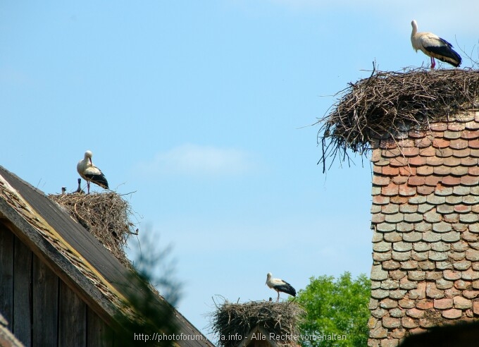 Lonjsko Polje 4