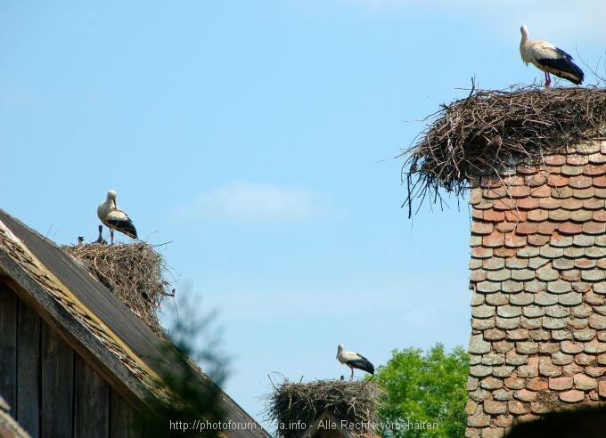 Lonjsko Polje 001 4