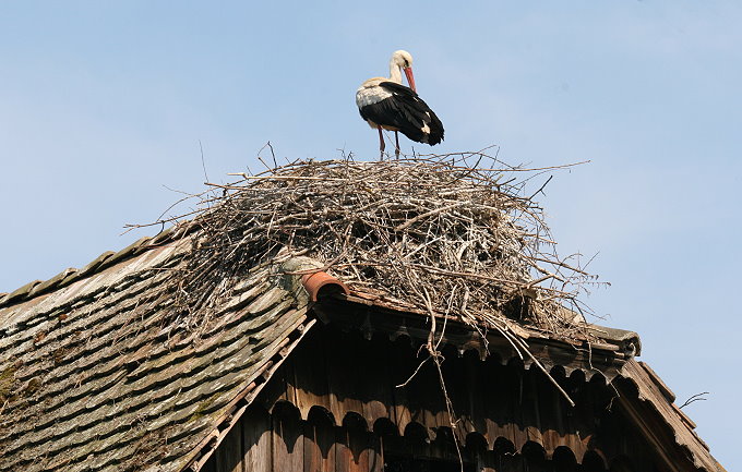 Naturpark Lonjsko Polje 7