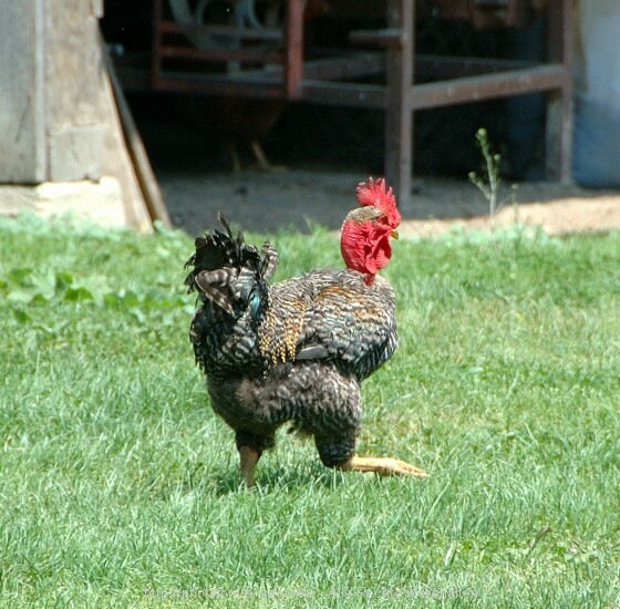 Lonjsko Polje 5