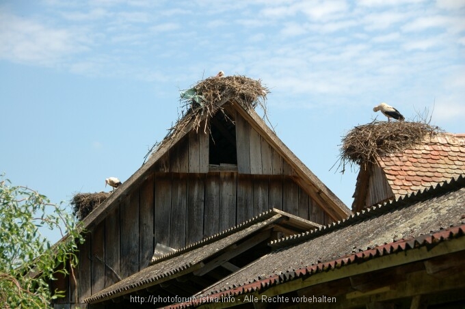 Lonjsko Polje 7