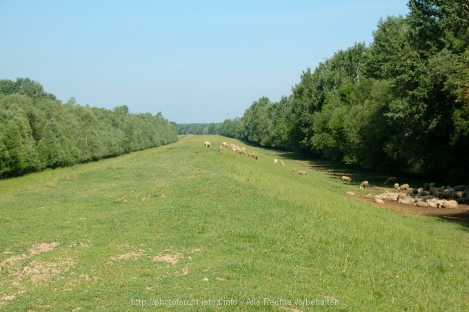 Lonjsko Polje 5