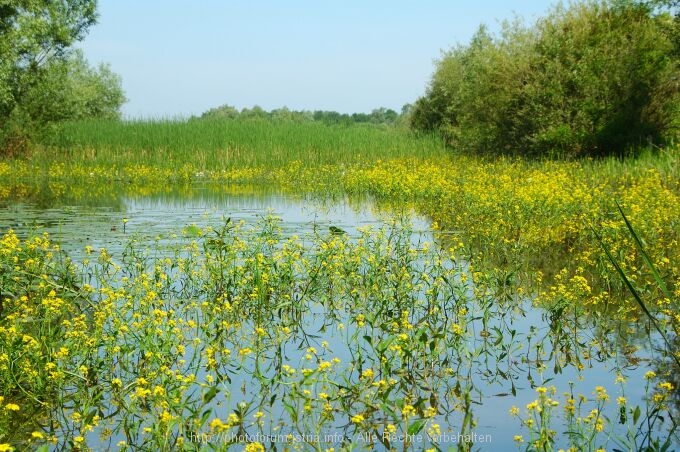 Lonjsko Polje 004 7