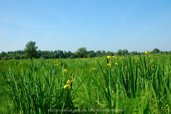 Lonjsko Polje 004 10