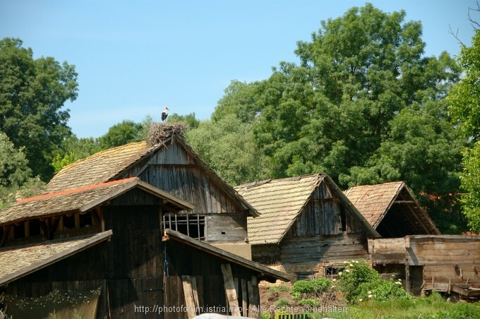 Lonjsko Polje 8