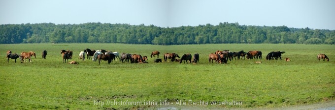 Lonjsko Polje 5