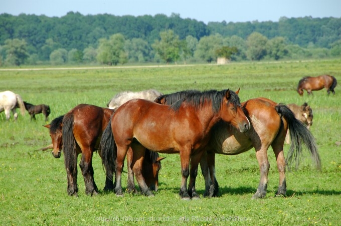 Lonjsko Polje 6