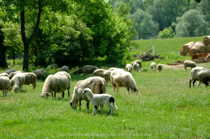 Lonjsko Polje 2
