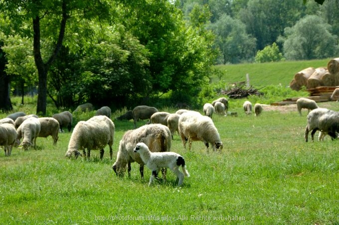 Lonjsko Polje 007 2