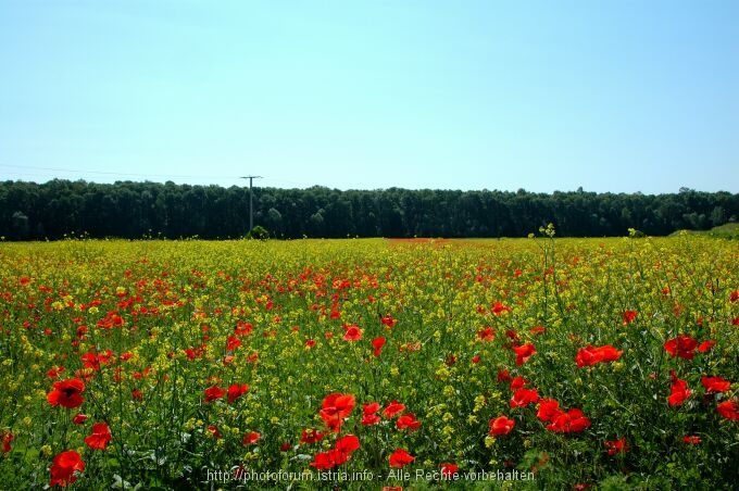 Lonjsko Polje 009 10