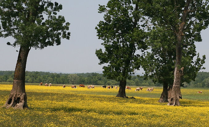 Im Naturpark Lonjsko Polje 2