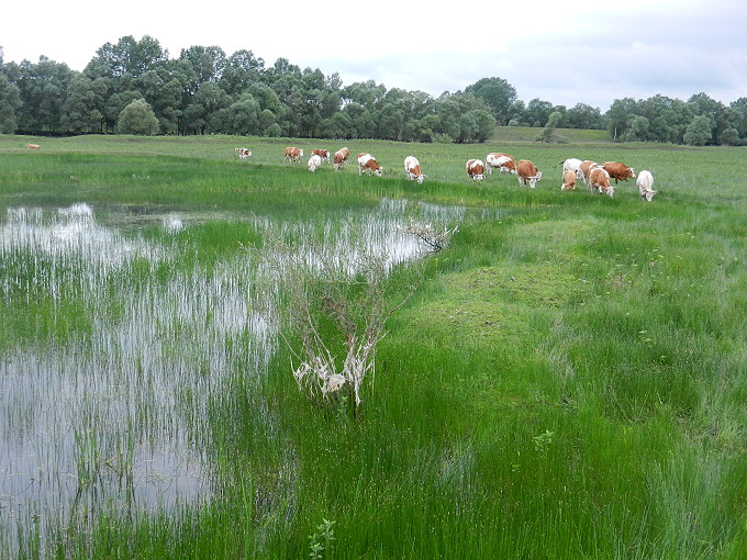 Im Lonjsko Polje