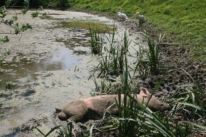 Im Naturpark Lonjsko Polje