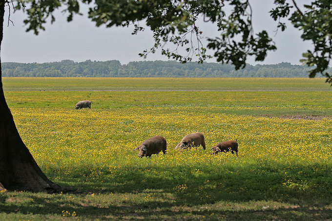 Im Naturpark Lonjsko Polje 3