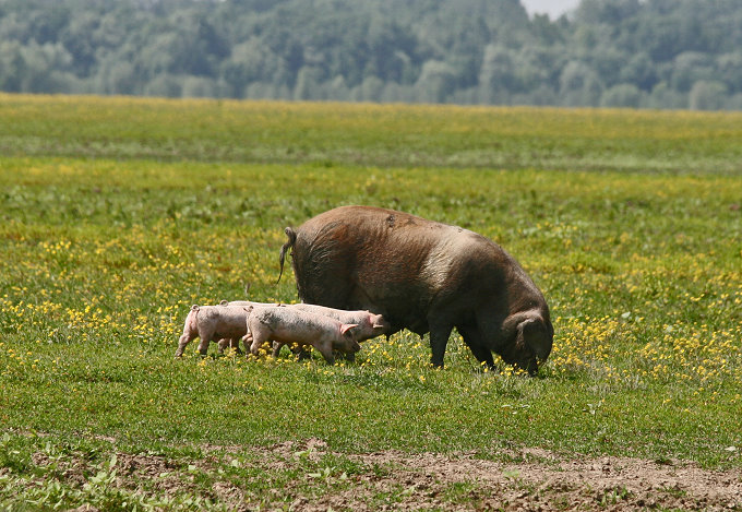 Im Naturpark Lonjsko Polje 6