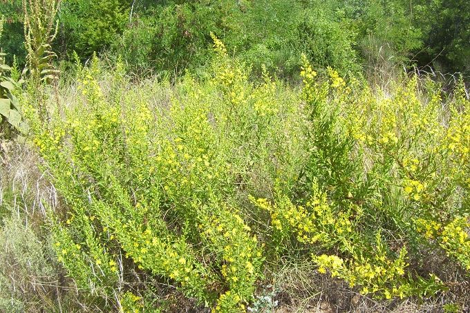 Wanderung nach Tar > Herbstflora