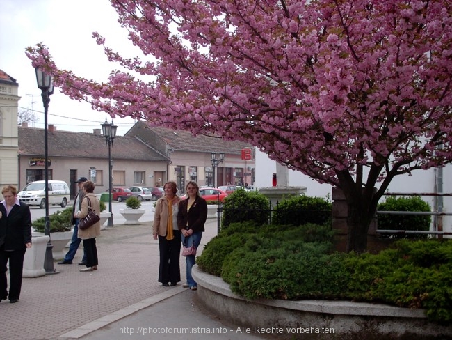 DAKOVO > Frühling in Dakovo