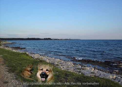 FOTOMONTAGE > Hund am Strand in Sv. Lovrecica