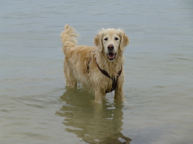 Abkühlung für Hund