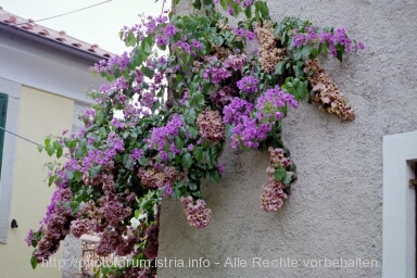 BOUGAINVILLE > Otok CRES