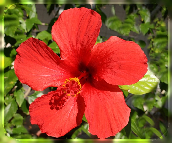 Hibiscus