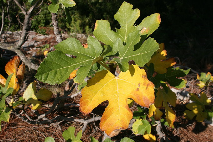 Feigenblatt im Herbst