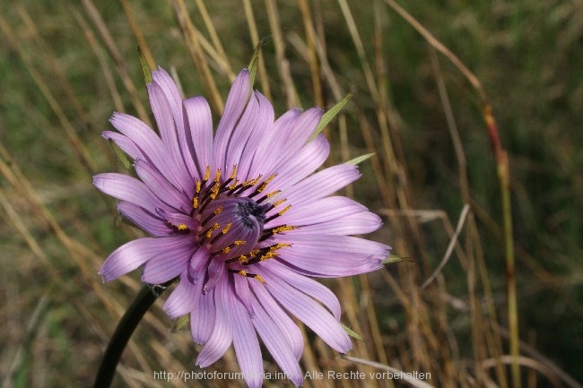 BLAUE BLÜTE in Dalmatien 6