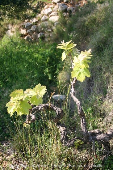 Weinrebe 3