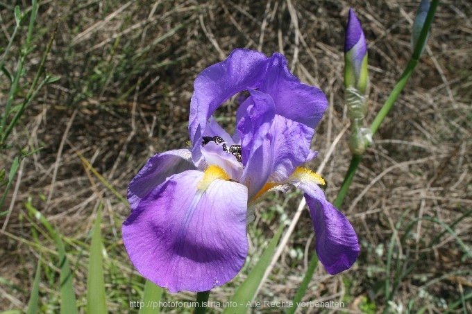 Iris 10